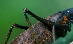 Koliko stopa u insektima?